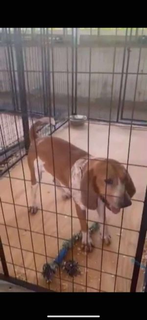 Williams, Adult Male English Coonhound