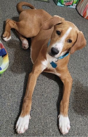 Coleman, Baby Male Hound