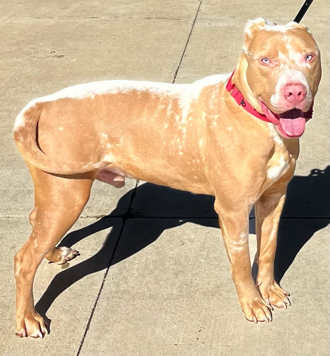 Dreamer, an adoptable Pit Bull Terrier in Windsor, CO, 80550 | Photo Image 2