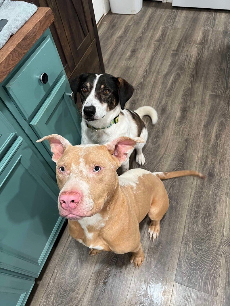 Dreamer, an adoptable Pit Bull Terrier in Windsor, CO, 80550 | Photo Image 3