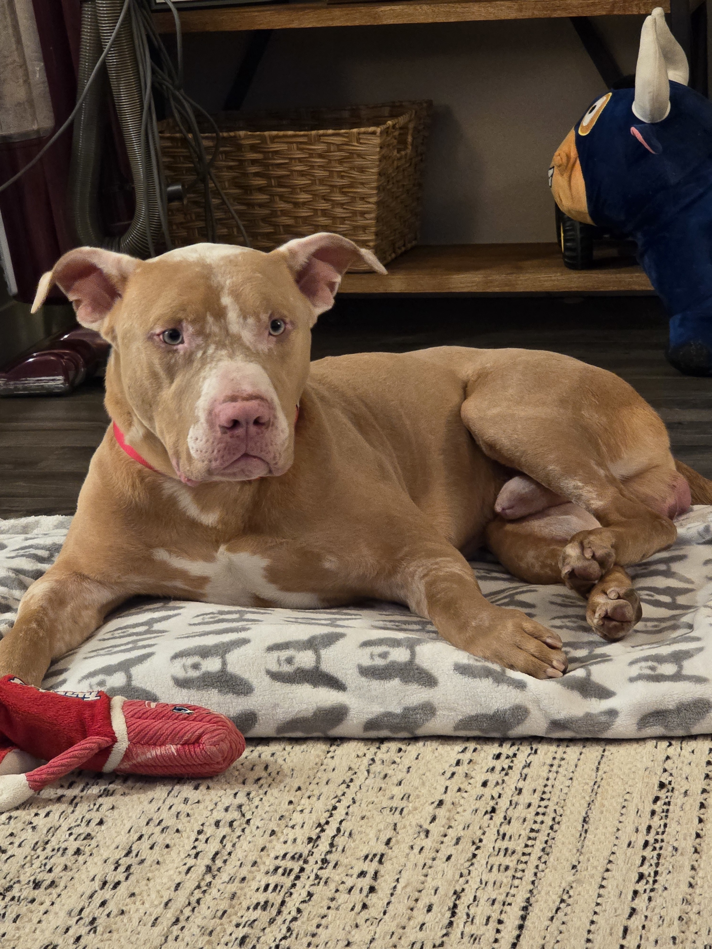 Dreamer, an adoptable Pit Bull Terrier in Windsor, CO, 80550 | Photo Image 6
