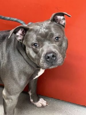 Silvia, Adult Female Mixed Breed