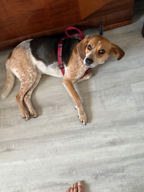Lily (fka Miss Freckles)