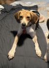 Lily (fka Miss Freckles) photo 3