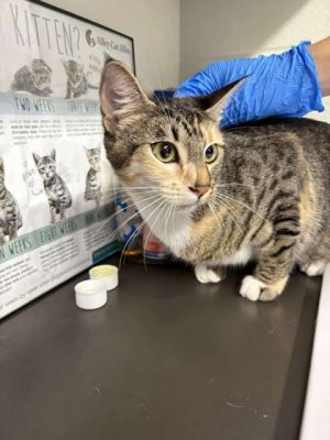 Orange, Young Female Domestic Short Hair