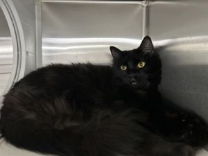 Lucky, Adult Female Domestic Medium Hair