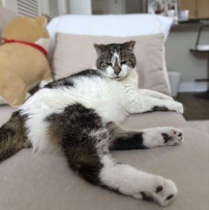 Bear, Senior Female Domestic Short Hair