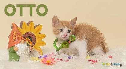 Otto