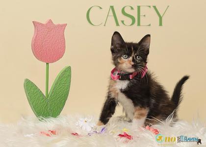 Casey