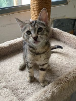 Hello there Im Talc Just a little kitten but with a big heart Im pretty friendly always ready