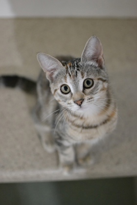 Hello there Im Talc Just a little kitten but with a big heart Im pretty friendly always ready