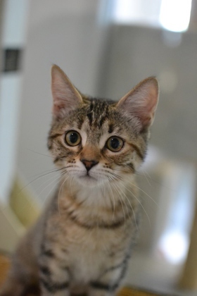 Calcite, Baby Female Domestic Medium Hair