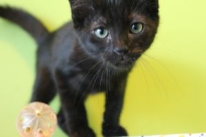 Hello Im Alegria a kitten full of joy and love My days are filled with play exploration and th