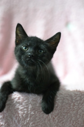 Hello there Im Isabella Im just a kitten but Ive got a big heart I love meeting new people an