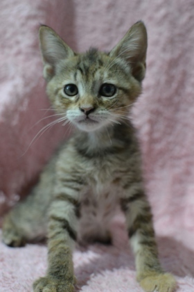 Hello there Im Candance a kitten with a heart full of affection I love to play explore and mak