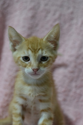 Hello there Im Phineas Im a kitten with a heart full of joy I love playing with the other cats
