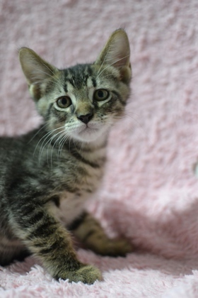 Hi there Im Ferb a kitten full of life and love My days are filled with playful antics and cozy
