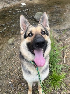 Nemo, Adult Male German Shepherd Dog