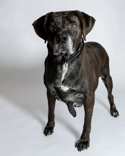 Bo, an adoptable Labrador Retriever, Mixed Breed in Harbor Springs, MI, 49740 | Photo Image 1