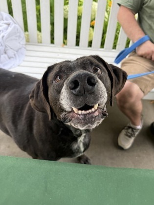 Bo, an adoptable Labrador Retriever, Mixed Breed in Harbor Springs, MI, 49740 | Photo Image 2