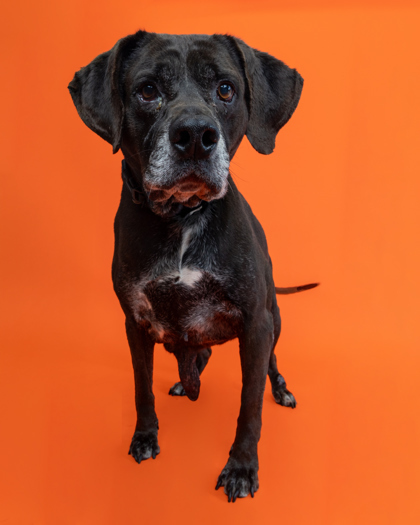 Bo, an adoptable Labrador Retriever, Mixed Breed in Harbor Springs, MI, 49740 | Photo Image 3
