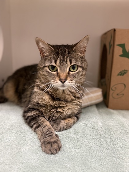 Daisy, an adoptable Domestic Short Hair in Harbor Springs, MI, 49740 | Photo Image 1