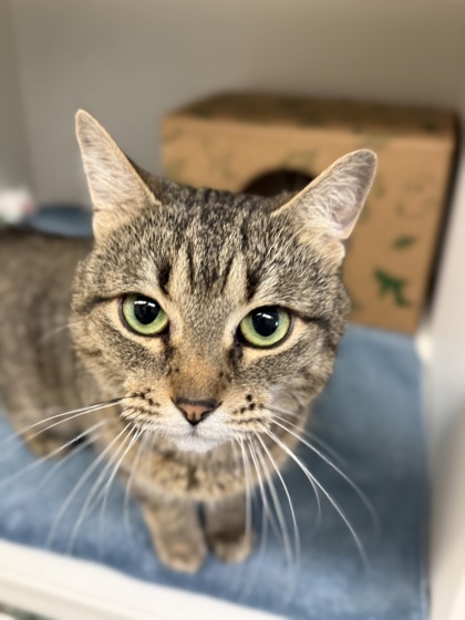Tulip, an adoptable Domestic Short Hair in Harbor Springs, MI, 49740 | Photo Image 1