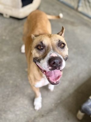 Poppy, Adult Female Terrier