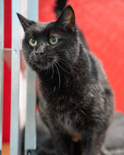 Marley, an adoptable Domestic Long Hair, Domestic Short Hair in Pequot Lakes, MN, 56472 | Photo Image 1