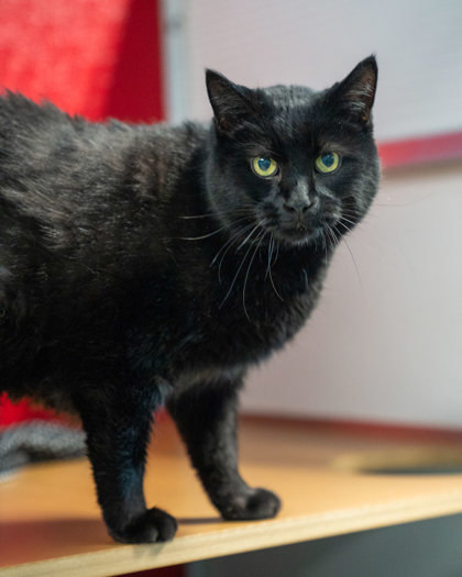 Marley, an adoptable Domestic Long Hair, Domestic Short Hair in Pequot Lakes, MN, 56472 | Photo Image 2