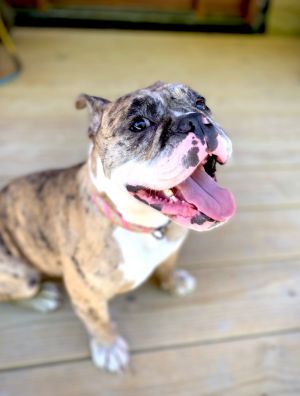 Rose, Young Female English Bulldog