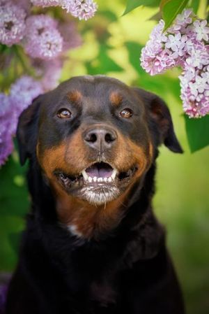 LILO, Adult Female Rottweiler
