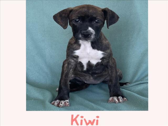 KIWI
