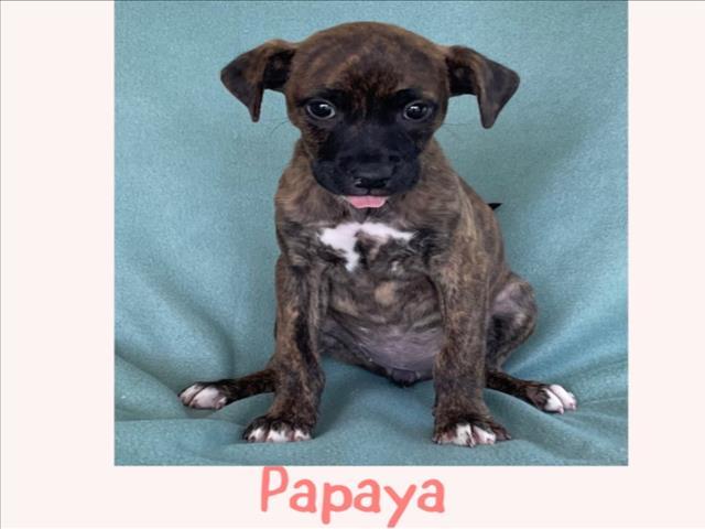PAPAYA