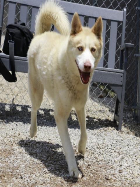 DAKU