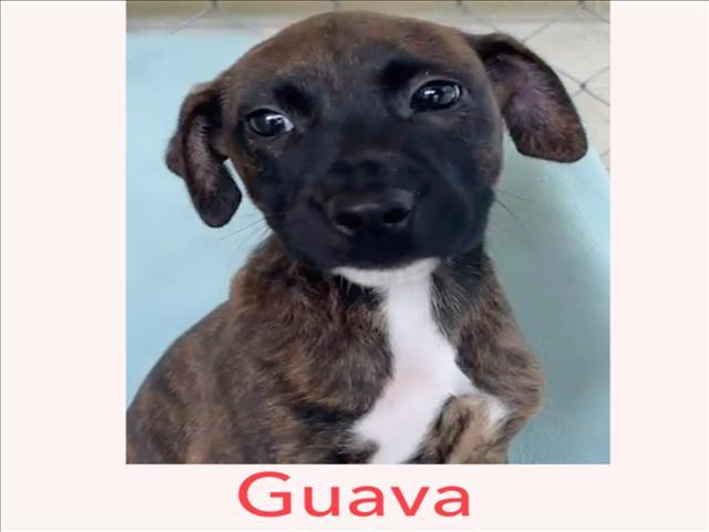 GUAVA