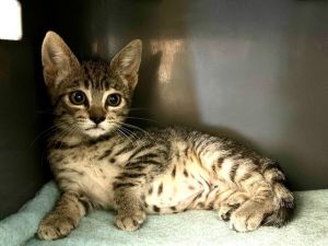 ANNA, Baby Female Domestic Short Hair