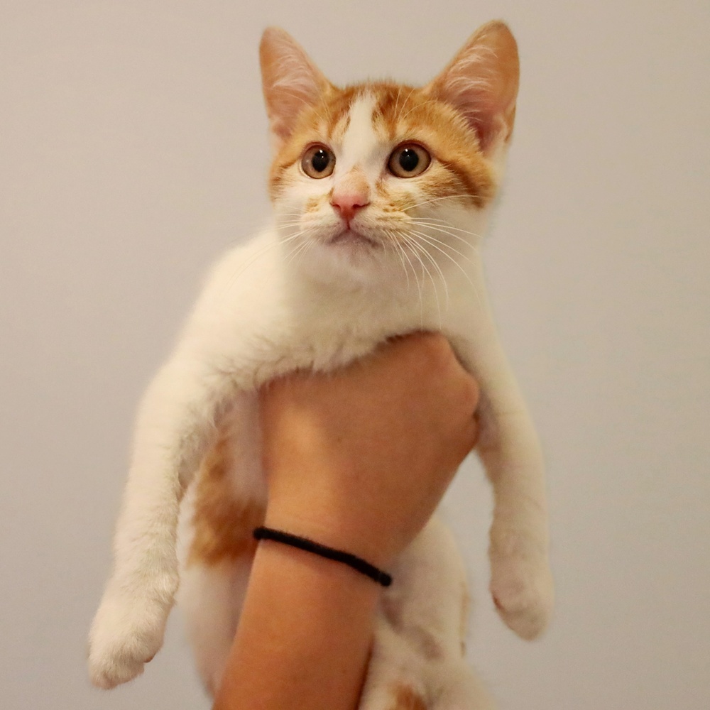 **Cat Cafe** Cleo