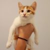 **Cat Cafe** Cleo photo 1
