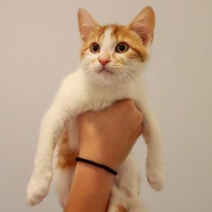 **Cat Cafe** Cleo, Baby Female Domestic Short Hair