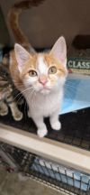 **Cat Cafe** Cleo photo 2