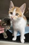 **Cat Cafe** Cleo photo 3