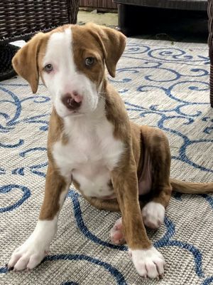 Elsa, Baby Female Labrador Retriever