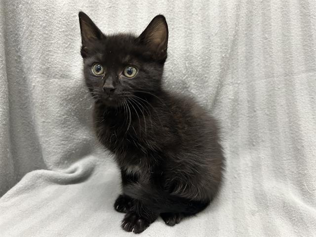 PEPPER