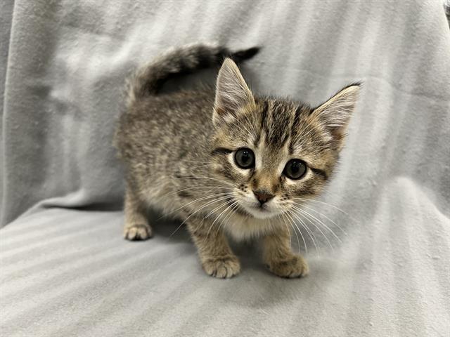 BASIL