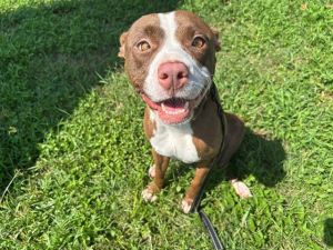 CINNAMON, Young Female Pit Bull Terrier
