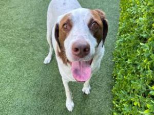 SHULTZ, Adult Male English Pointer