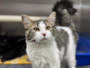 GWENEVERE, Young Female Domestic Medium Hair
