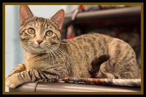 MOTH, Young Female Domestic Short Hair