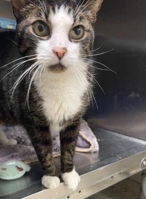 Bosco, Adult Male Domestic Short Hair